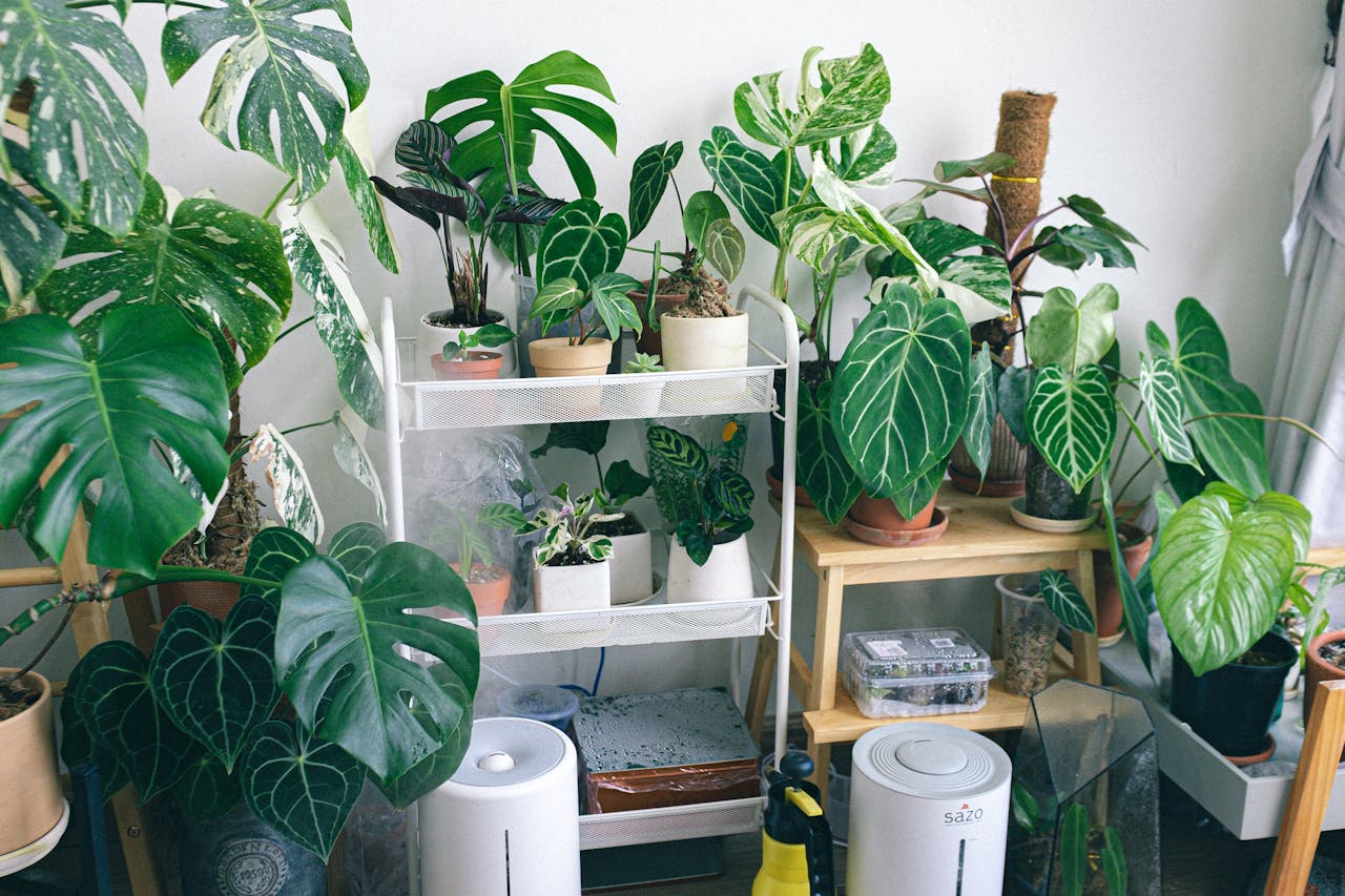 air purifier